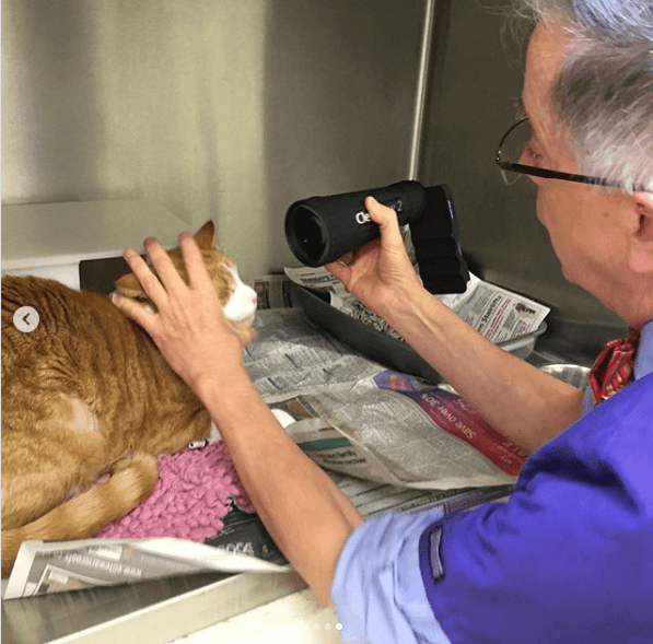 A male vet uses ClearView2 on a cat