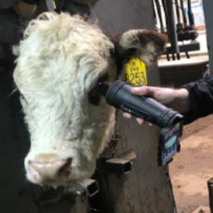 cow and CV2